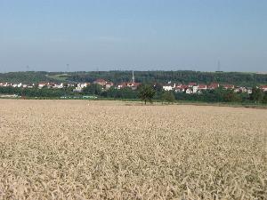Blick auf Höpfingen über Kornfelder