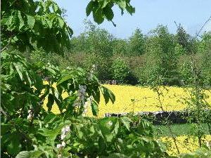 blühendes Rapsfeld am Waldrand des Schlempertshofs